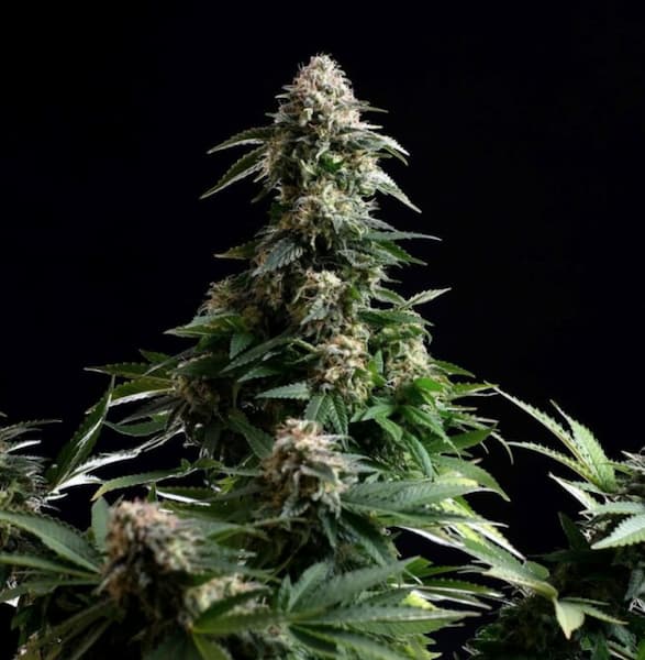 Amnesia Dream XL Auto Seed > Kannabia Seeds | Feminized Cannabis   |  Sativa